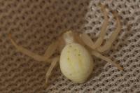 Misumena vatia