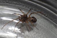 Steatoda triangulosa