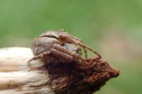 Agalenatea redii
