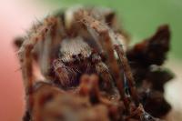 Agalenatea redii