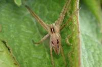 Pisaura mirabilis