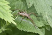 Pisaura mirabilis