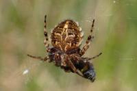 Agalenatea redii