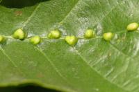 Eriophyes inangulis