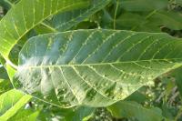 Aceria tristriata
