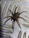 Eratigena