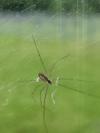 Holocnemus pluchei