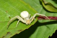 Misumena vatia