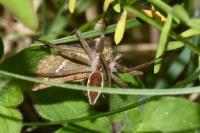 Pisaura mirabilis