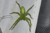 Micrommata virescens