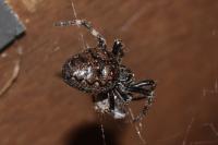 Nuctenea umbratica