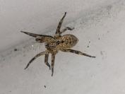 Zoropsis spinimana