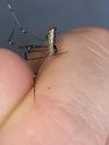 Holocnemus pluchei