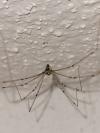 Holocnemus pluchei