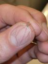 Pholcus phalangioides