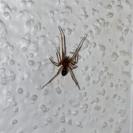 Steatoda grossa