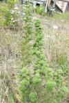 Aceria echii