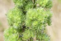 Aceria echii