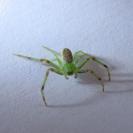 Diaea dorsata