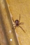 Steatoda triangulosa