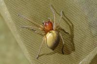 Cheiracanthium punctorium