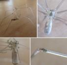 Pholcus phalangioides