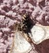Salticus scenicus