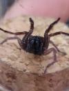 Atypus