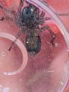 Atypus