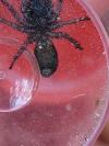 Atypus