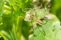 Micrommata virescens