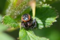 Synema globosum
