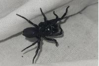 Atypus