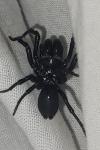 Atypus