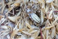 Argiope bruennichi