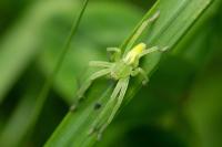 Micrommata virescens