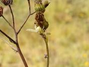 Misumena vatia