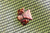 Pistius truncatus