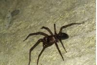 Amaurobius ferox
