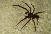 Amaurobius ferox