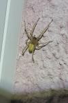 Cheiracanthium