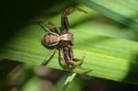Xysticus