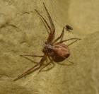 Philodromus dispar