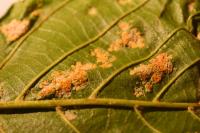 Acalitus brevitarsus