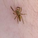 Marpissa radiata