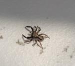 Pseudeuophrys lanigera