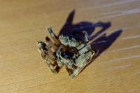 Larinioides sclopetarius