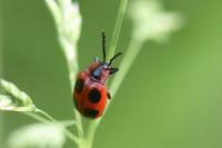 Endomychus coccineus