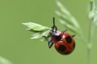 Endomychus coccineus