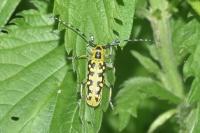 Saperda scalaris